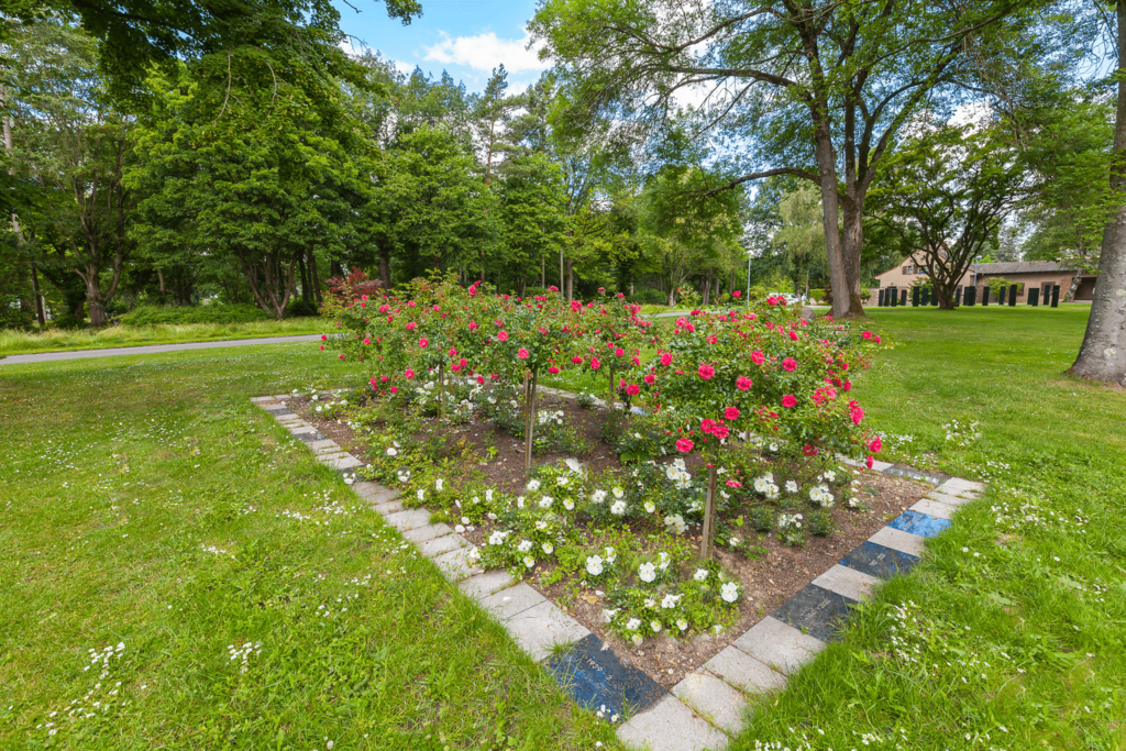 Urnenrosengrabstätten wie hier auf dem Mönchengladbacher Hauptfriedhof werden mit bodendeckenden und hochstämmigen Rosen bepflanzt.