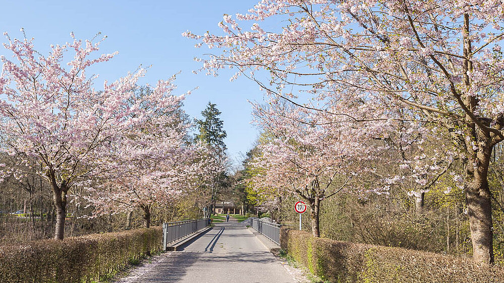 Die Kirschbaumallee auf dem Hauptfriedhof ist im Frühling ein echter Hingucker.