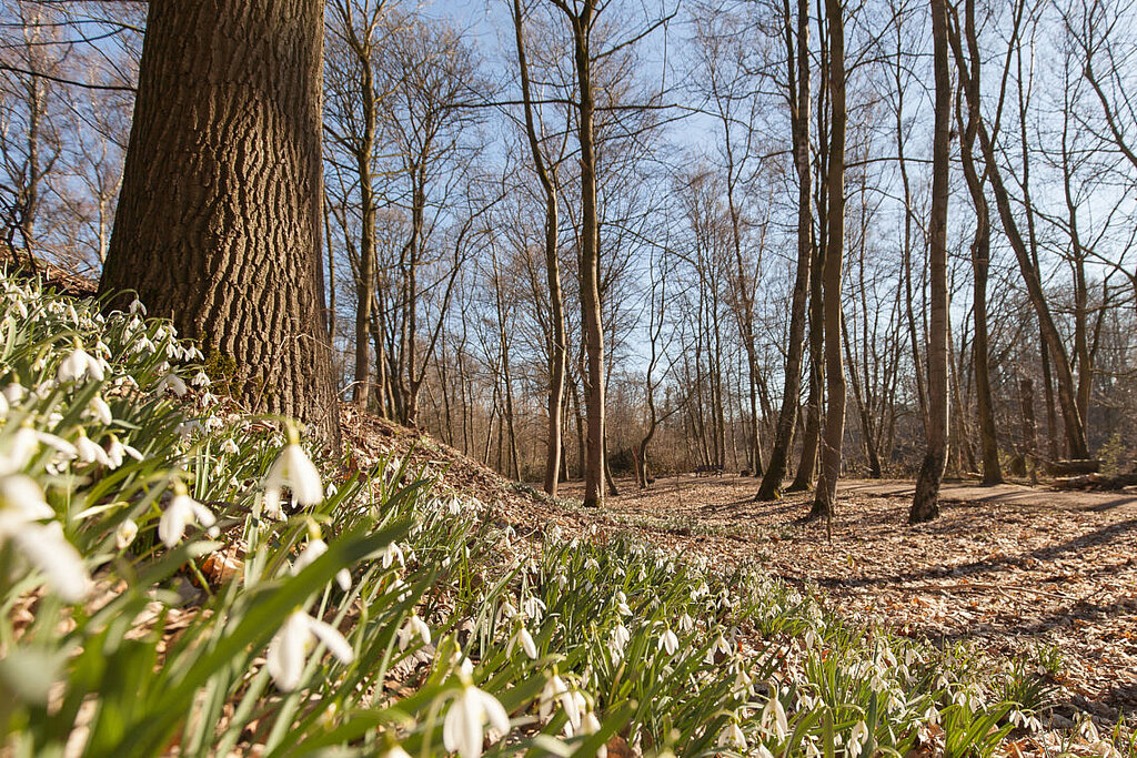 Eingebettet in die Gestaltung des Hauptfriedhofes befinden sich die Waldgräber in eigenen Bereichen.