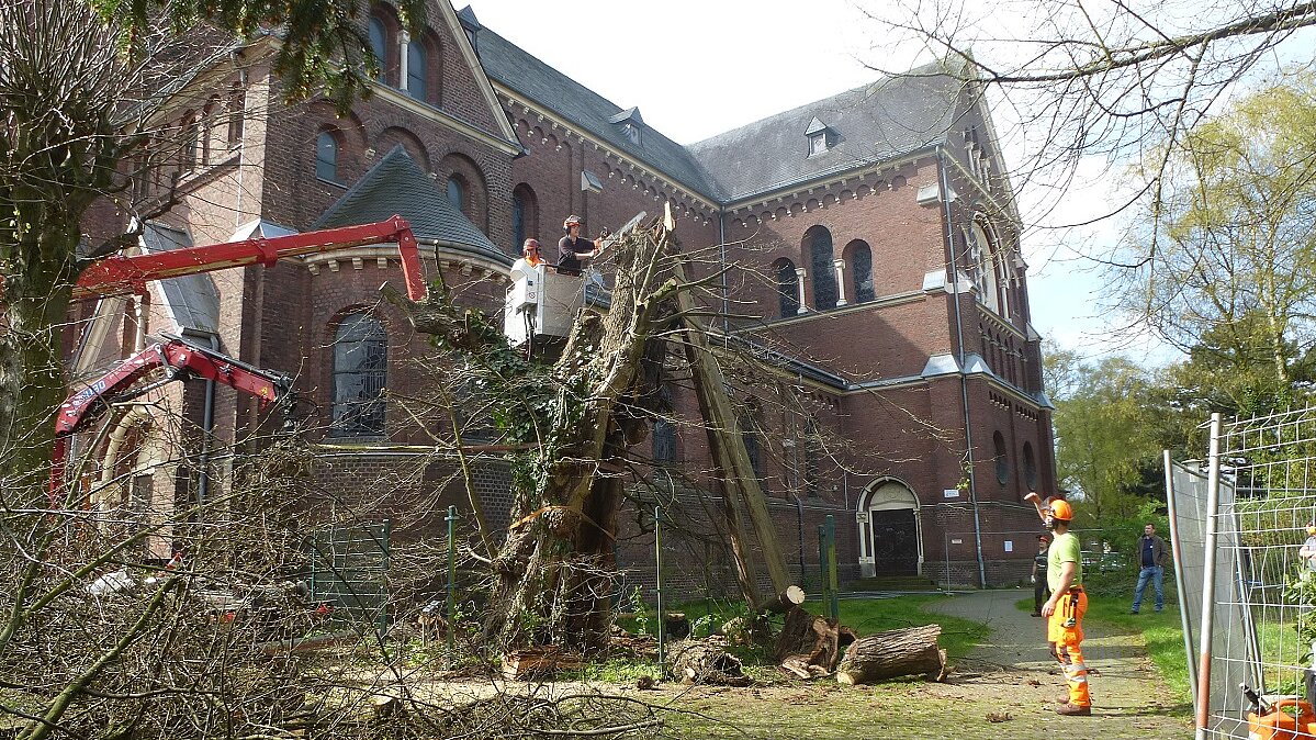 Eine mehr als 700 Jahre alte Winterlinde in Odenkirchen wurde nach Sturm Friederike von der mags-Abteilung Baum aufwendig gerettet.