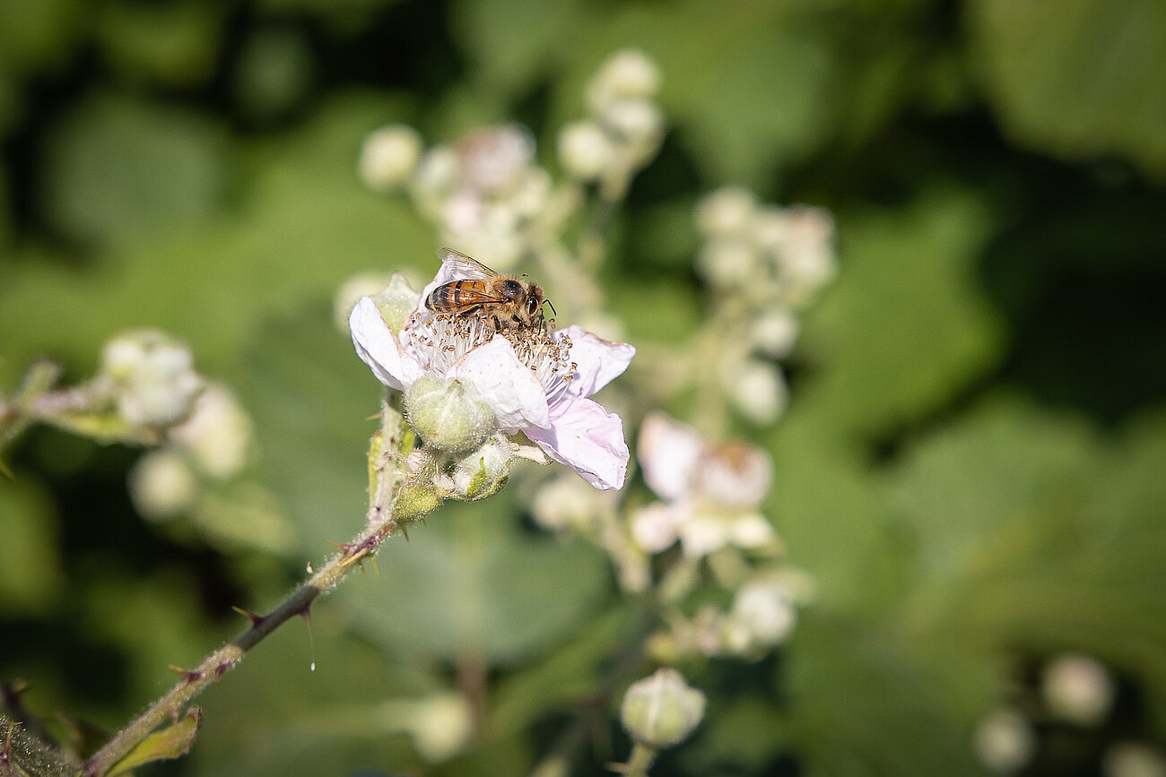 Das Foto zeigt Brombeerblüten mit einer Biene im essbaren Waldgarten von Mönchengladbach.