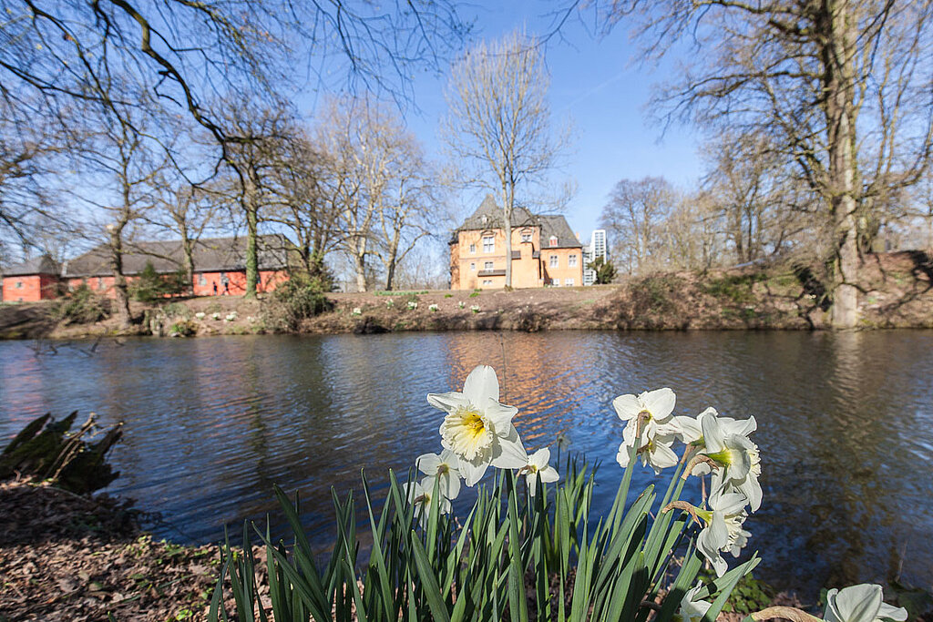 Rund um den Schlossgraben in Rheydt blühen im Frühjahr die Narzissen.