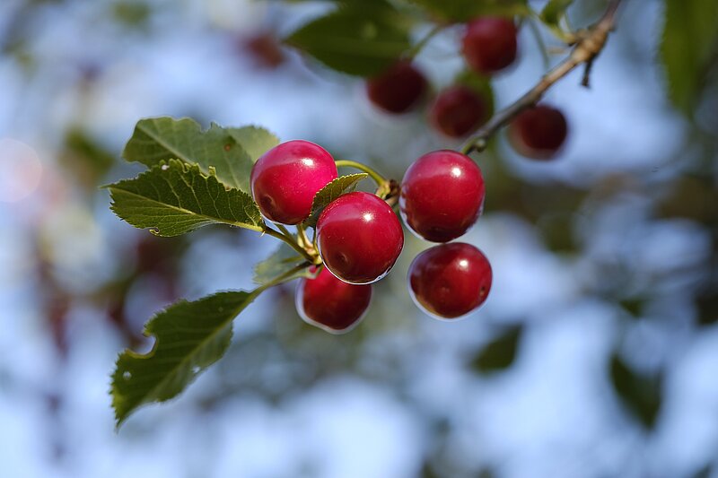Vogelkirschen