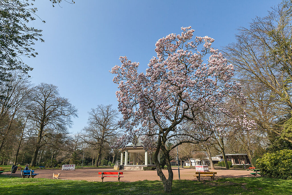 Im März blühen die Magnolien rund um den Pavillon im Schmölderpark sehr schön.