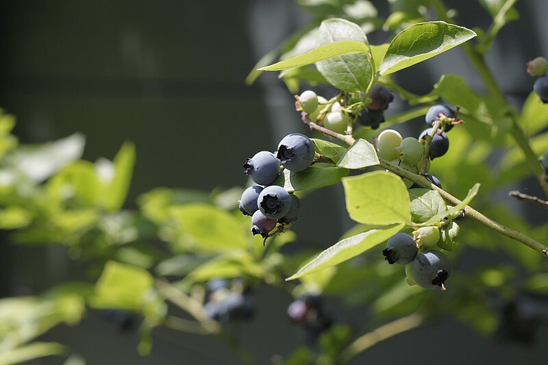 Heidelbeeren