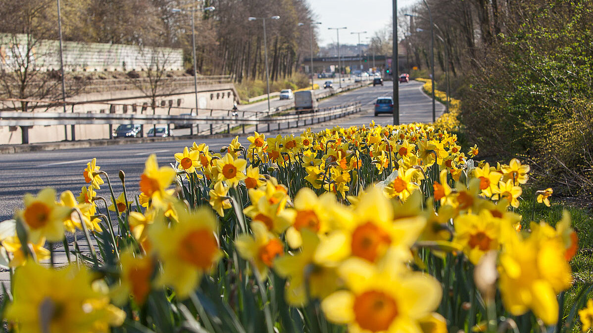 Im März wird die Waldnieler Straße in Mönchengladbach ein gelbes Blumenmeer.