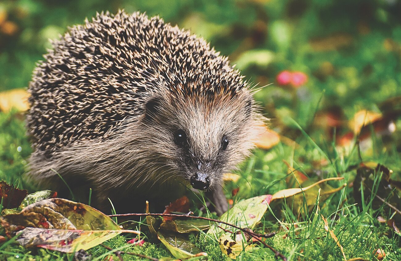 Ein Igel sitzt auf dem Rasen zwischen Blättern.