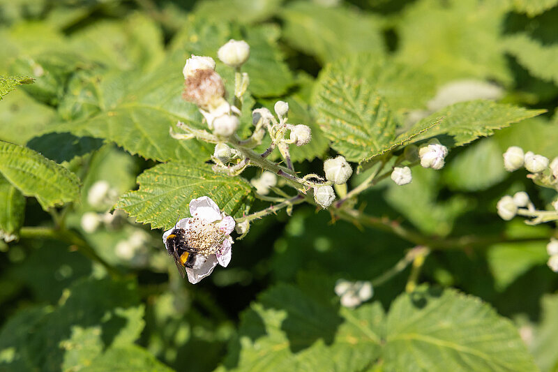 Brombeerblüten mit Hummel