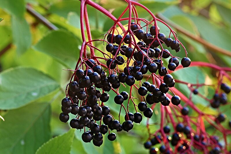 Holunderbeeren