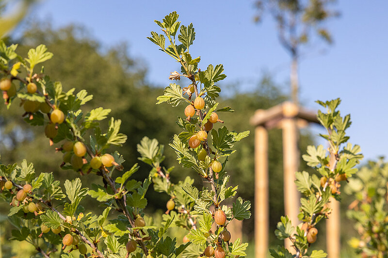Stachelbeeren