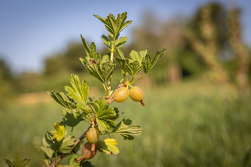 Stachelbeeren
