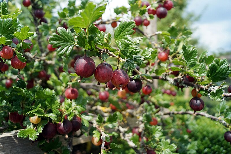 Rote Stachelbeeren