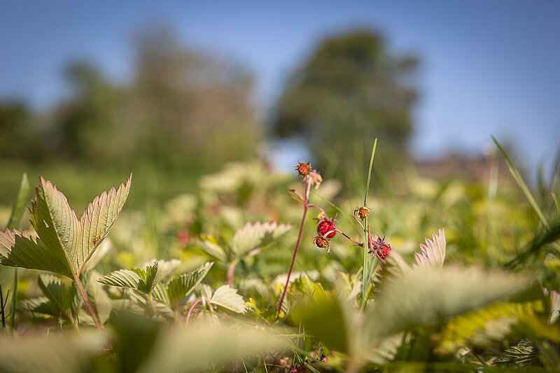 Walderdbeeren
