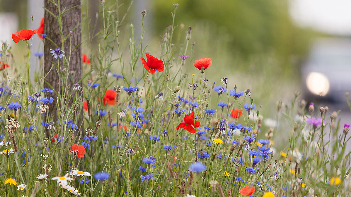 Mohn, Kornblumen und Margeriten: Bunt blüht die Wildblumenwiese entlang des Nordrings in Mönchengladbach.