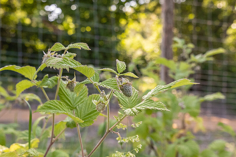 Himbeeren