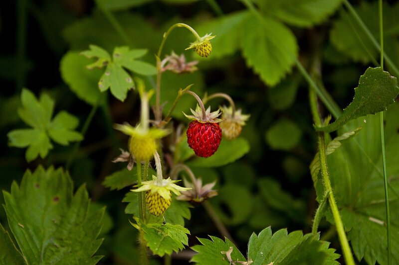 Walderdbeeren