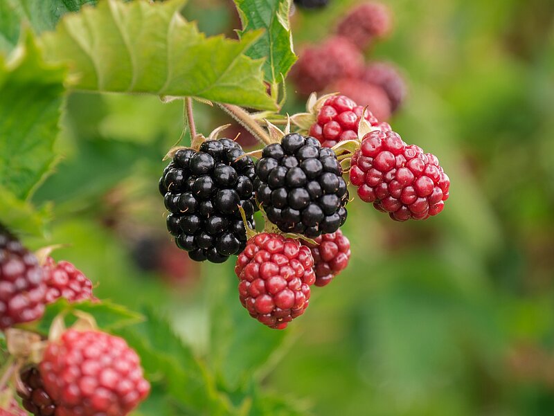 Brombeeren
