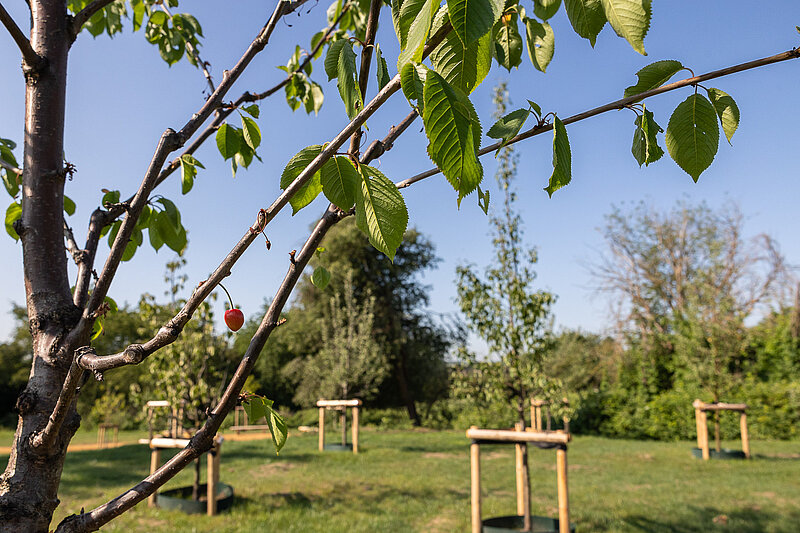 Kirschbaum und weitere Obstbäume im Hintergrund.