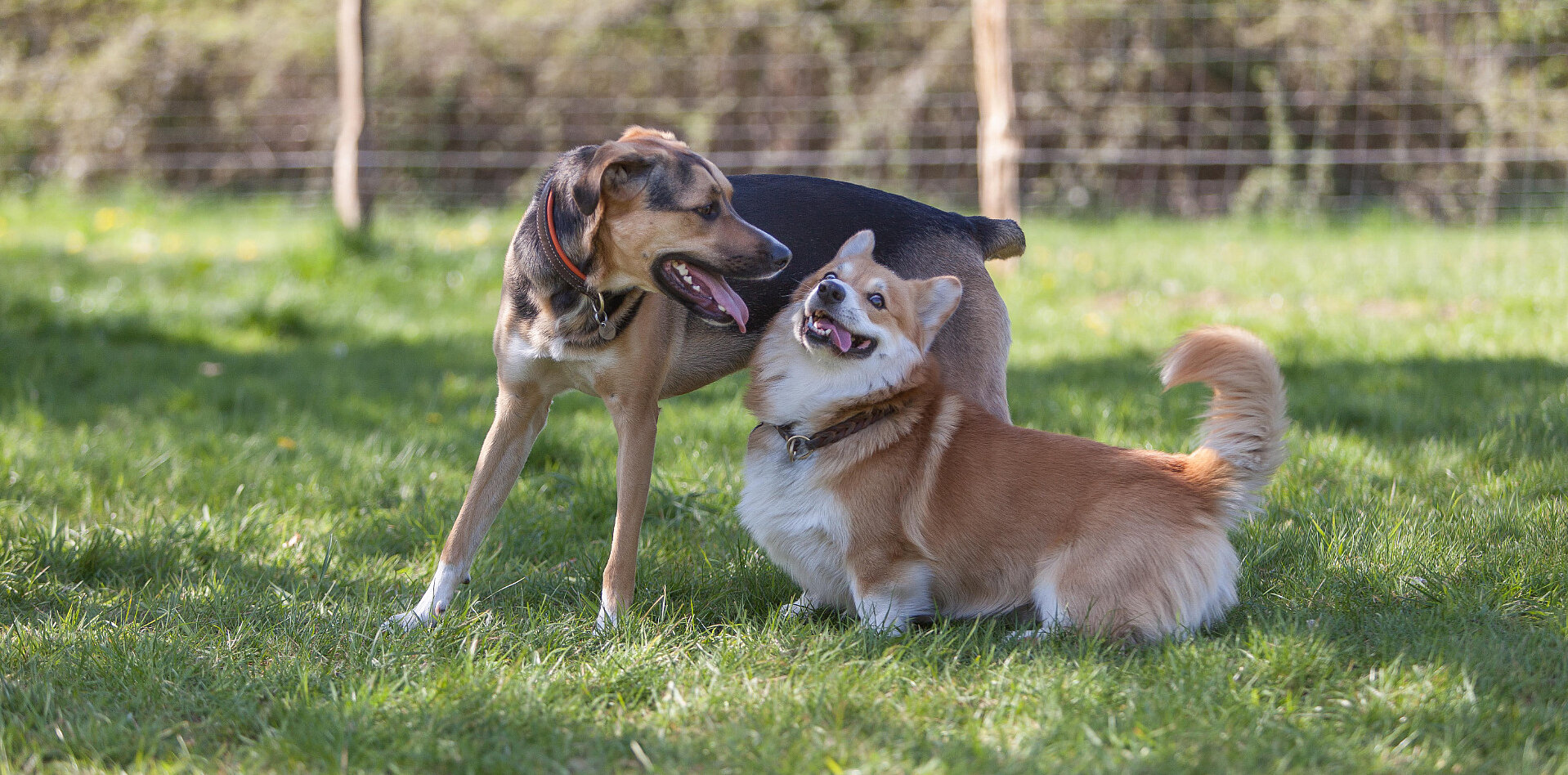 Zwei Hunde spielen auf einer eingezäunten Freilauffläche in Mönchengladbach.