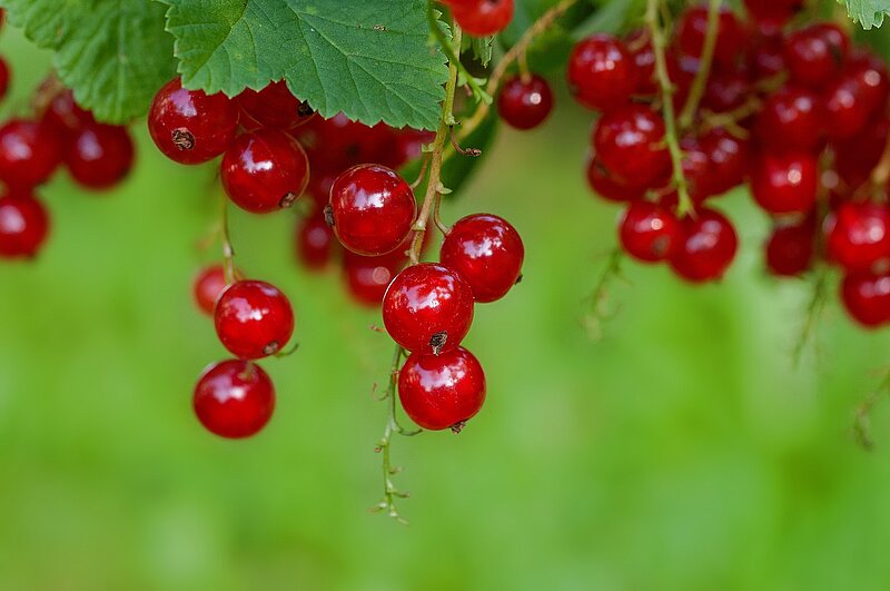 Rote Johannisbeeren