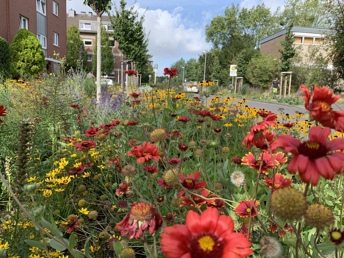 Bunt blühendes Staudenbeet am Weiersweg in Mönchengladbach