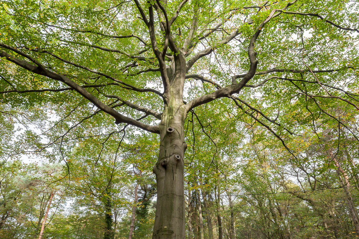 Eine alte Buche im Hardter Wald ist das Zuhause vieler Tiere.